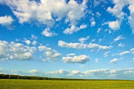 field and forest on a blue sky backgroundの写真素材