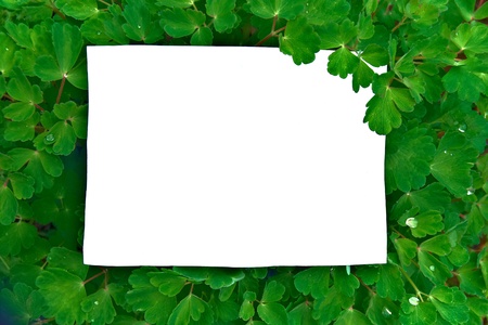 A sheet of paper on green leaves backgroundの写真素材