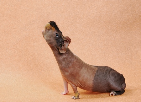 cavy on beige backgroundの写真素材