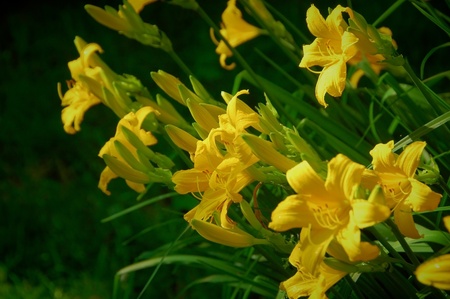 Beautiful yellow flowers in the garden. Hemerocallisの写真素材