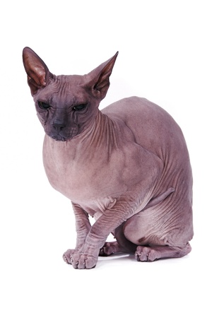 sitting hairless sphinx cat isolated on whiteの写真素材