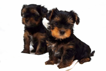 Two puppies of the Yorkshire Terrier on white backgroundの写真素材