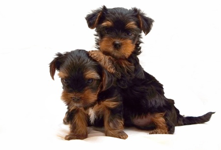 Two playing puppies of the Yorkshire Terrier on white backgroundの写真素材