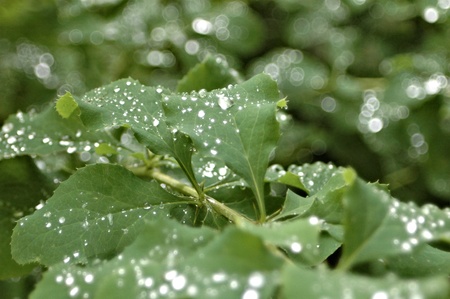 glowing water drops on fresh green leavesの写真素材