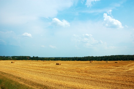 Hay bales  in the field under the blue skyの写真素材