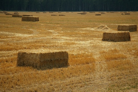 Hay bales of straw in the meadowの写真素材