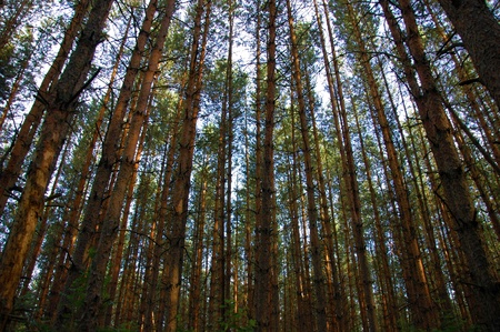 pine forest trunks in front of skyの写真素材