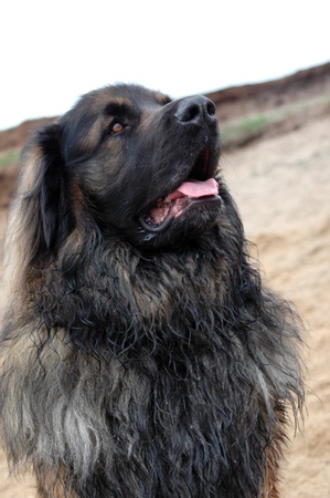 Portrait of huge leonberger on the river bankの写真素材