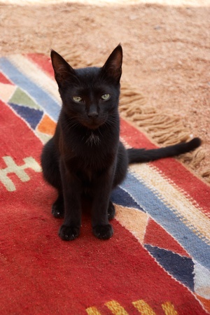 portrait of black cat sitting on red carpetの写真素材