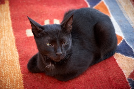 portrait of black cat lying on red carpetの写真素材