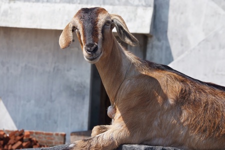 portrait of brown goat on sunny dayの写真素材