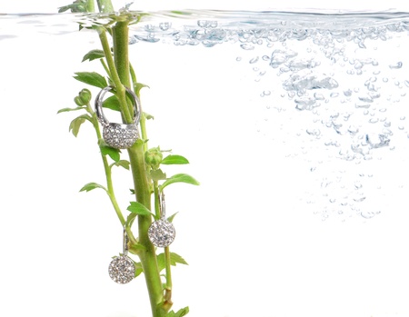composition with earrings and green stem in waterの写真素材