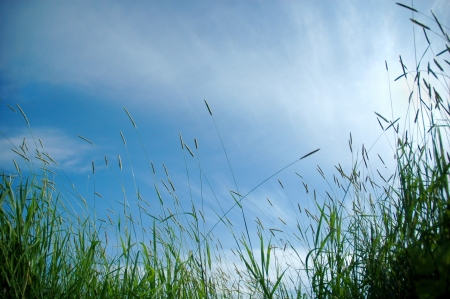 grass in sun light and sky on backgroundの写真素材