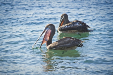 couple of pelicans having a dinnerの写真素材