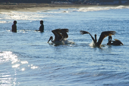 pelicans swimming by the beachの写真素材