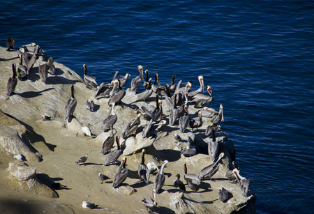 large group of pelicans sitting on the rocksの写真素材