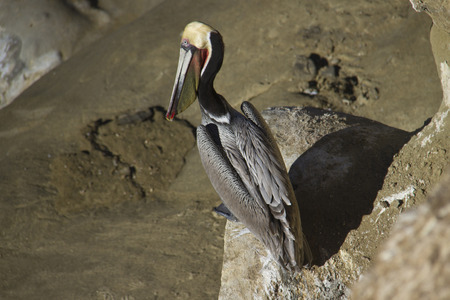 pelican sitting on the rocks の写真素材
