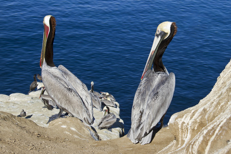 two pelicans sitting on the rocksの写真素材