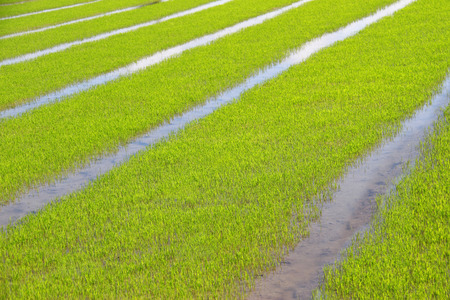 green rice field backgroundの写真素材