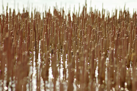 young mangrove in the water