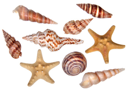 collection of sea shells isolated on whiteの写真素材