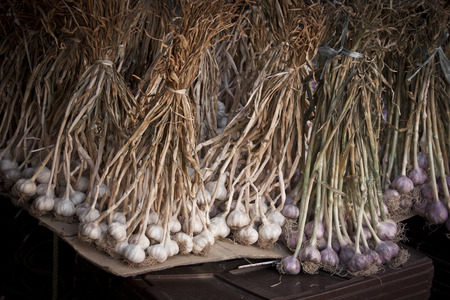 Big bunches of fresh garlicの写真素材