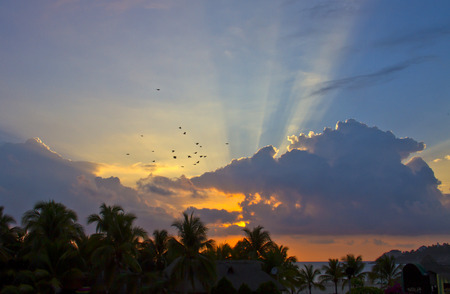 palms and birds silhouettes in front of  sunset sky の写真素材