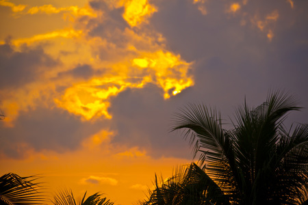 palms silhouettes in front of  sunset sky の写真素材