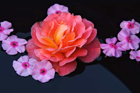 floral background, flowers in the waterの写真素材