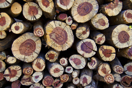 Background of dry round firewood logs