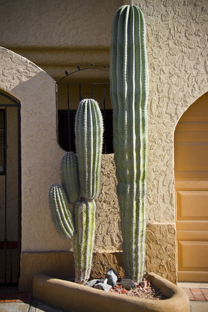 big cactus at the enter of the houseの写真素材