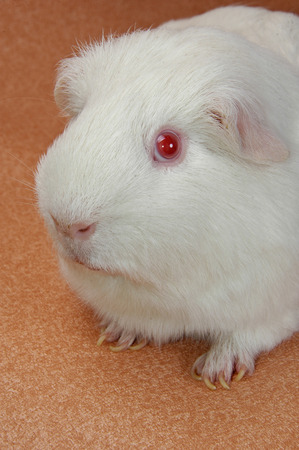 funny guinea pig closeup shot の写真素材