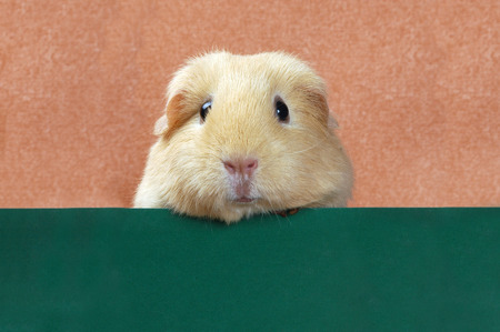 funny portret of guinea pigの写真素材