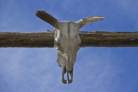 old bull skull in front of blue sky の写真素材