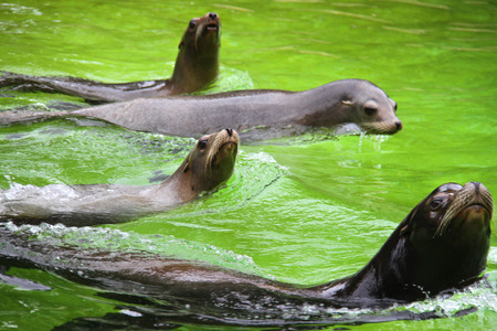 several fur seals swimming in the poolの写真素材