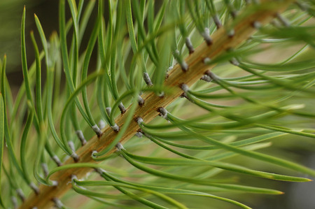 fresh green branch of pine tree