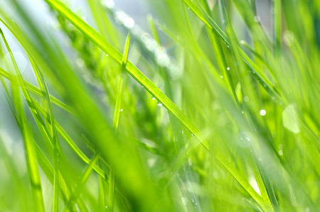 Natural background of fresh green grassの写真素材