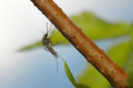 mosquito sitting on the twig