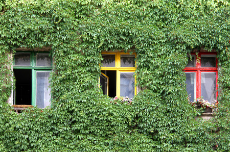 Windows in the wall covered with ivyの写真素材
