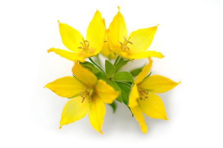 yellow flower on white backgroundの写真素材