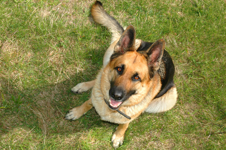 german shepherd sitting on the grass looking up to the cameraの写真素材