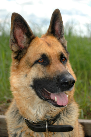 portret of german shepherd on the natureの写真素材