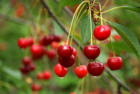 Red and sweet cherries on a branch