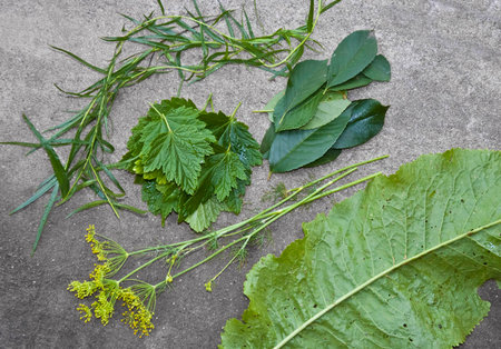 set of different herbs for preserving of cucumbersの写真素材