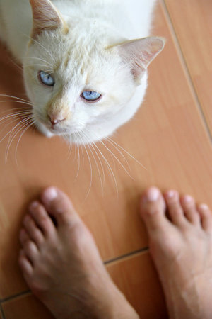 portrait of a white cat looking upの写真素材