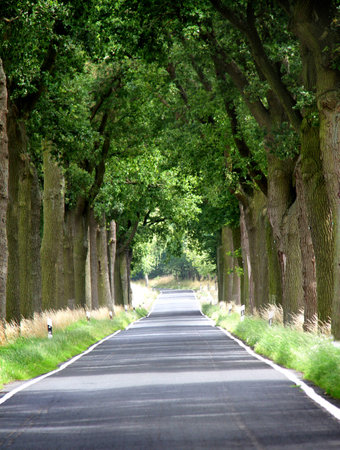 road through trees lineの写真素材