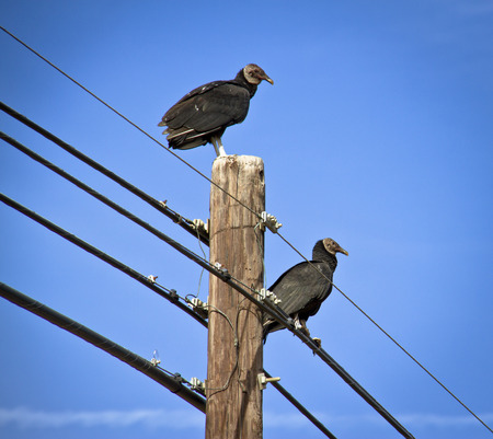 Pair of black vultures with a blue sky background