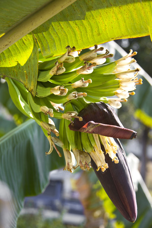 Unripe green bananas on treeの写真素材