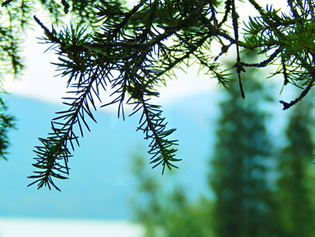 Spruce branches on a background of mountains and skyの写真素材