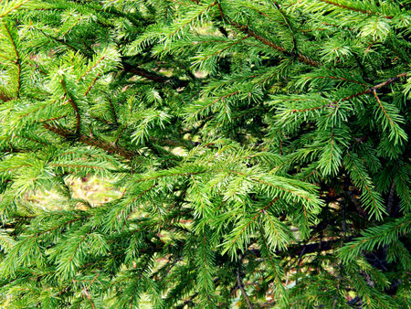 Green fir branches in the forestの写真素材